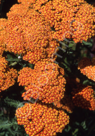 Achillea millefolium 'Fireland'