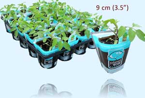 9cm Organic Vegetables