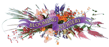 Blooming Nursery, Inc.