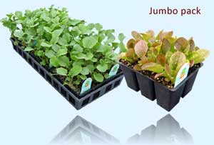 Jumbo pack Organic Vegetables